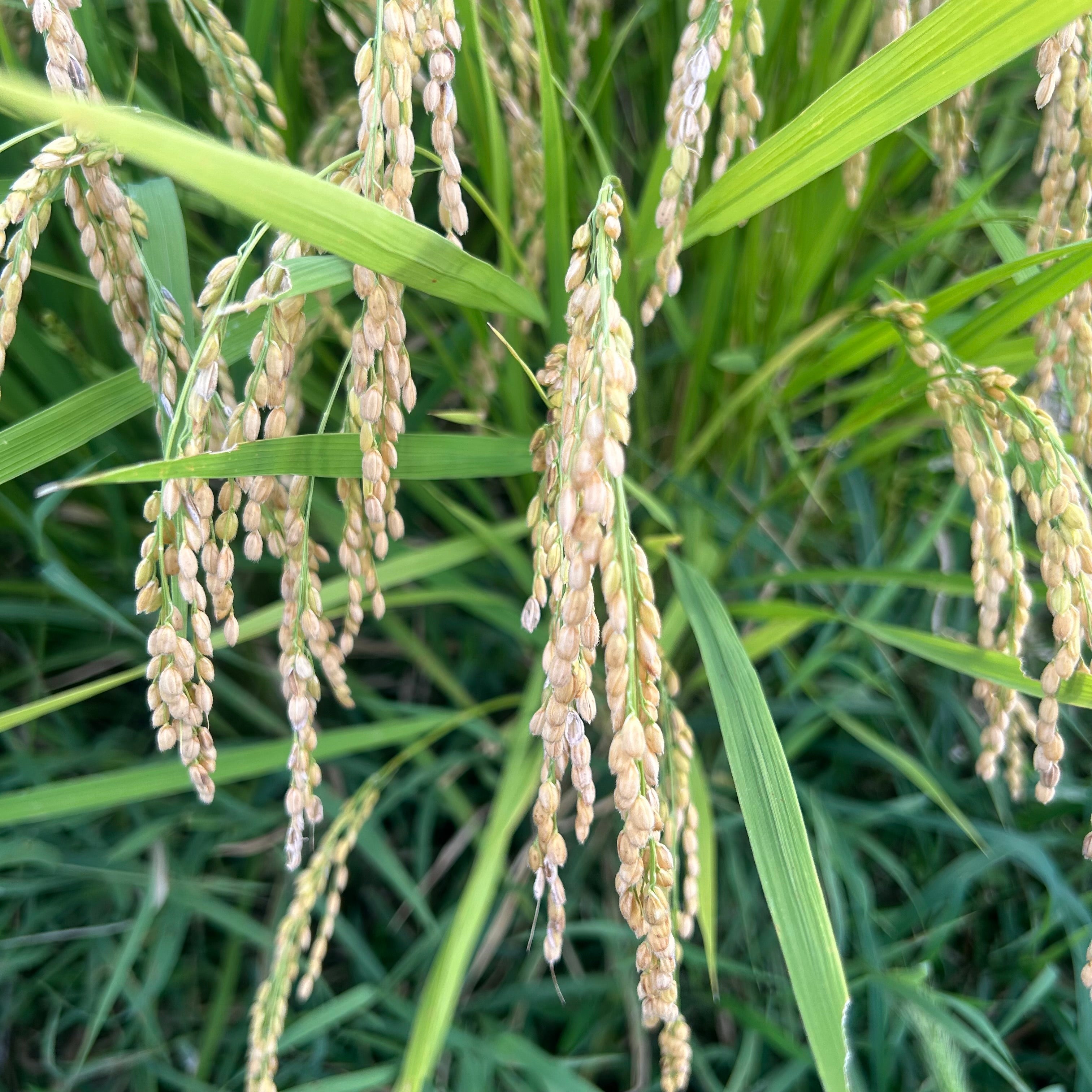 秋に近づくお楽しみ