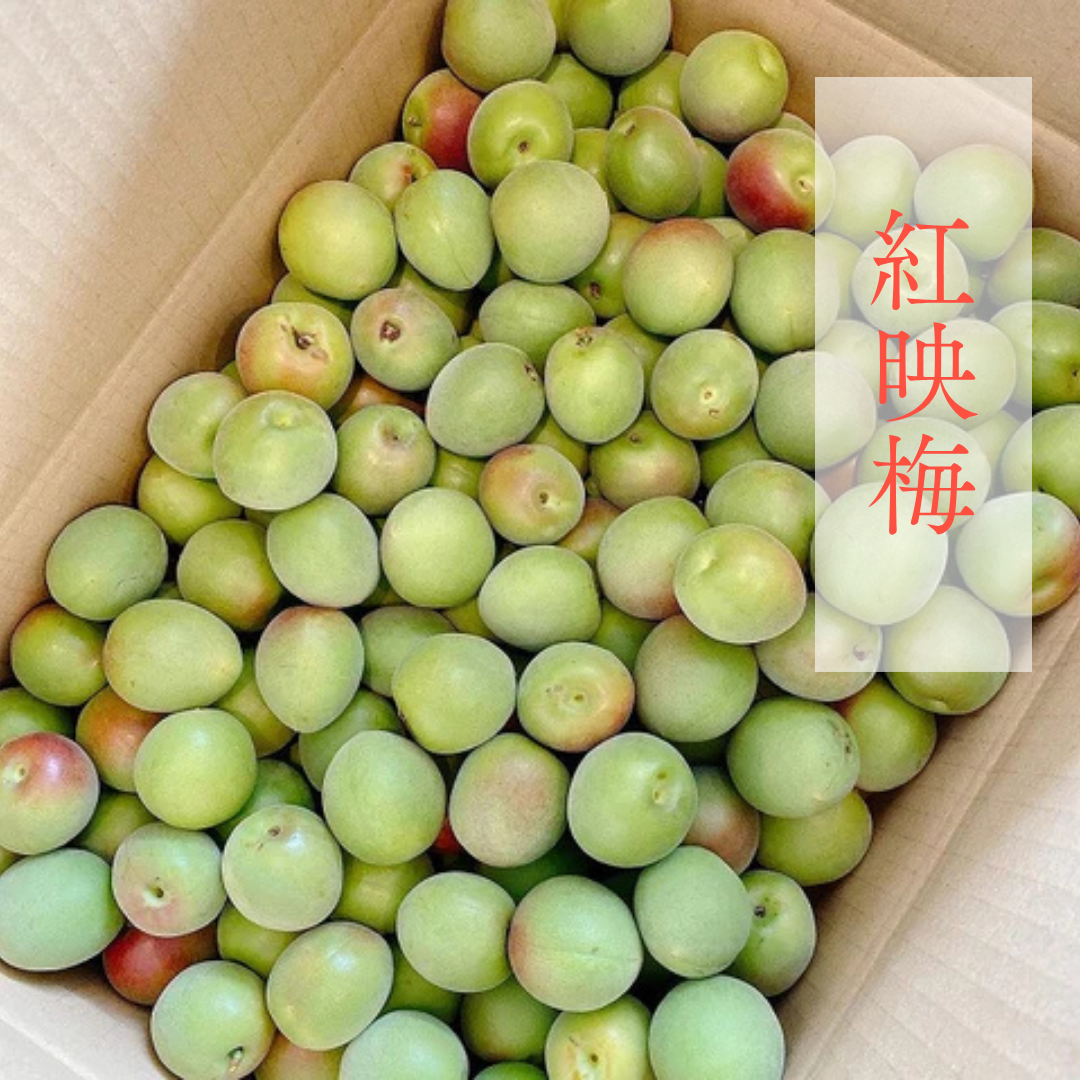 紅映梅 1kg