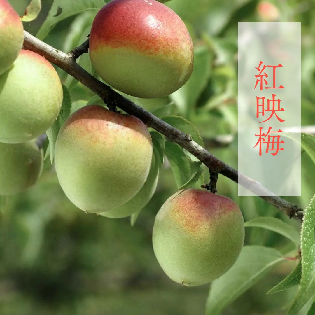 紅映梅 1kg