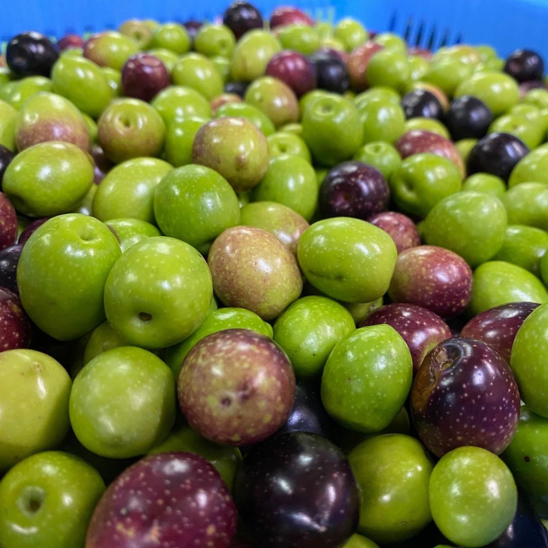 三里浜オリーブオイル