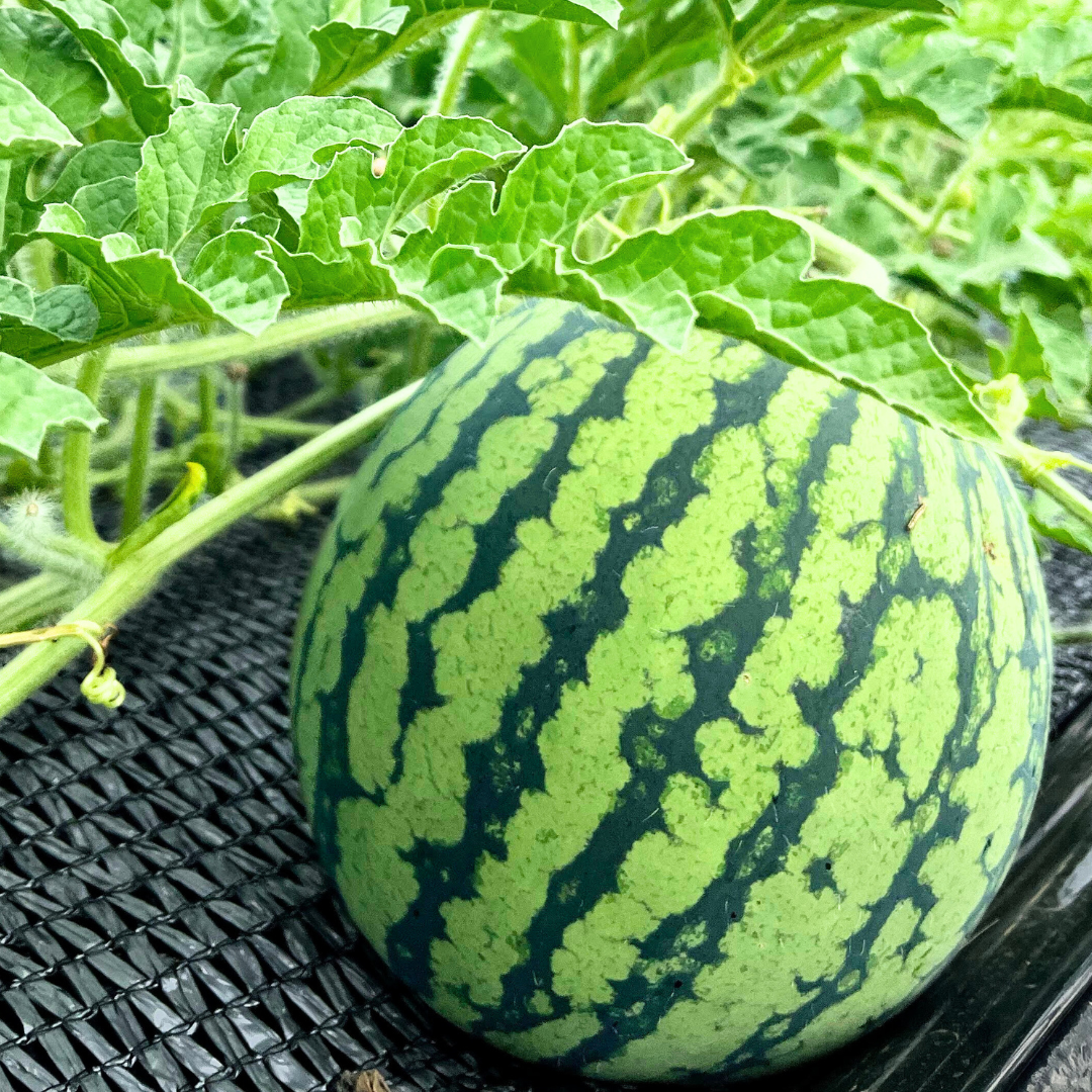 【予約販売】しらやま西瓜 2L(越前市産)