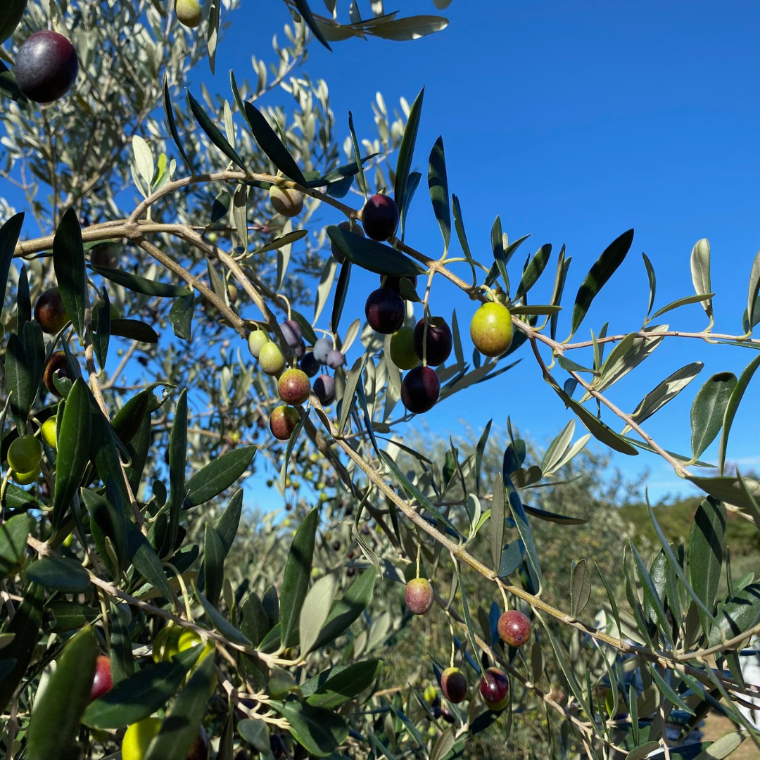 福井美人セレクト