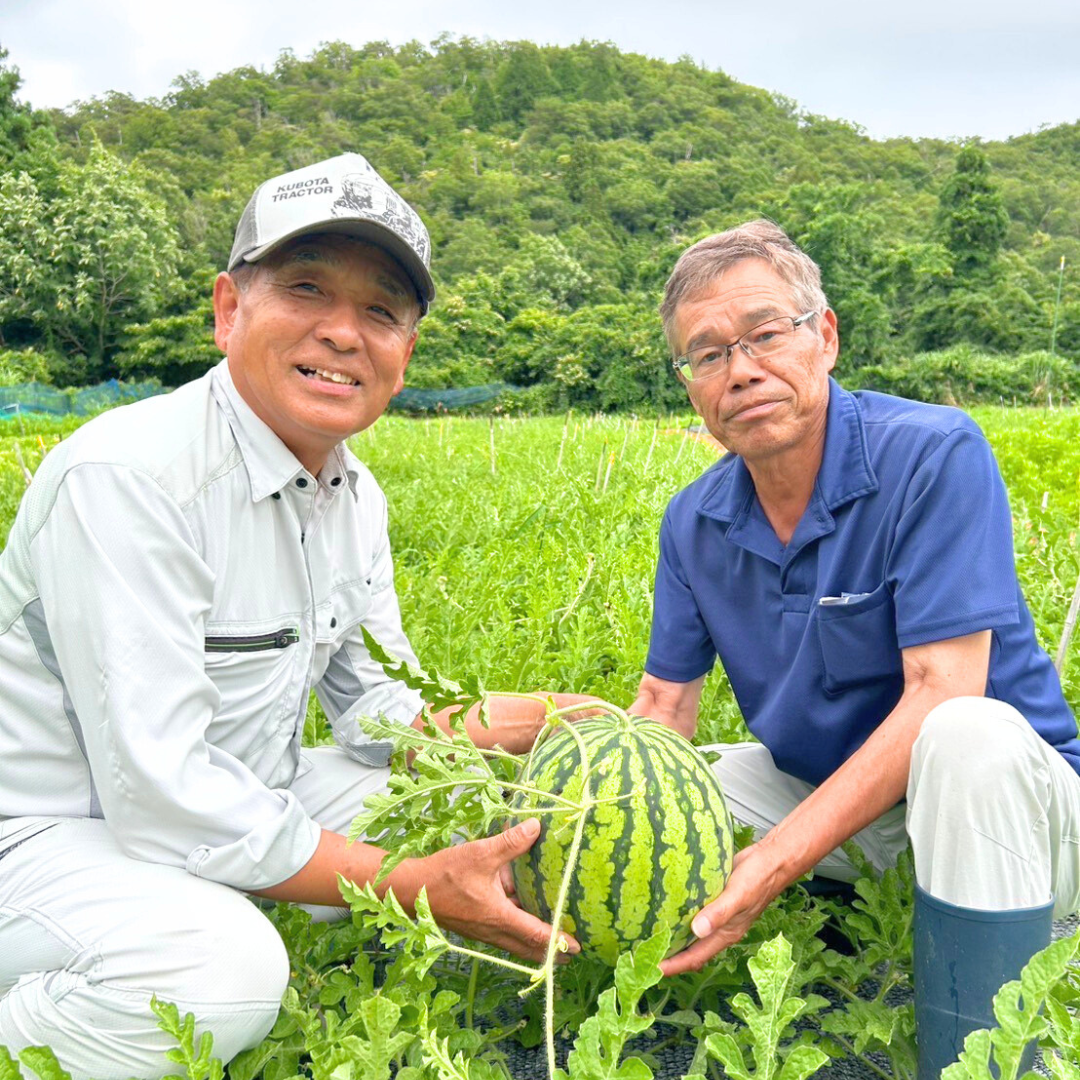 【予約販売】しらやま西瓜 2L(越前市産)