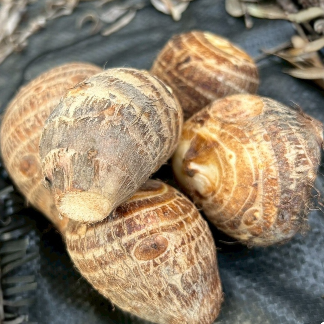 【送料無料】越前旬彩ベジタブルボックス -冬-