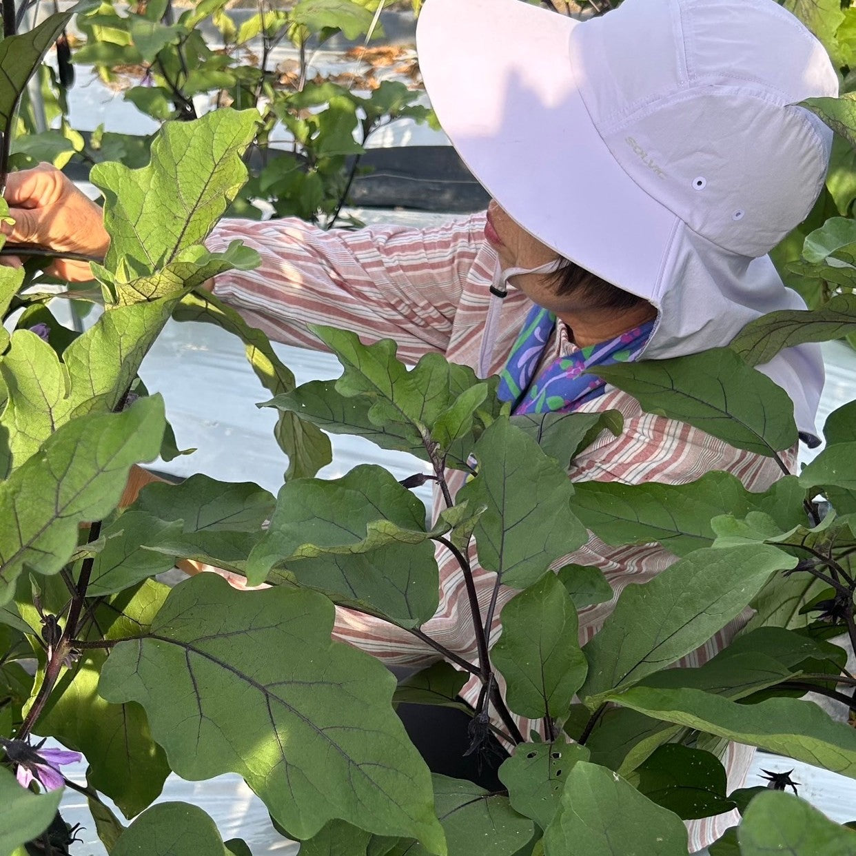 【送料無料】越前旬彩ベジタブルボックス -冬-