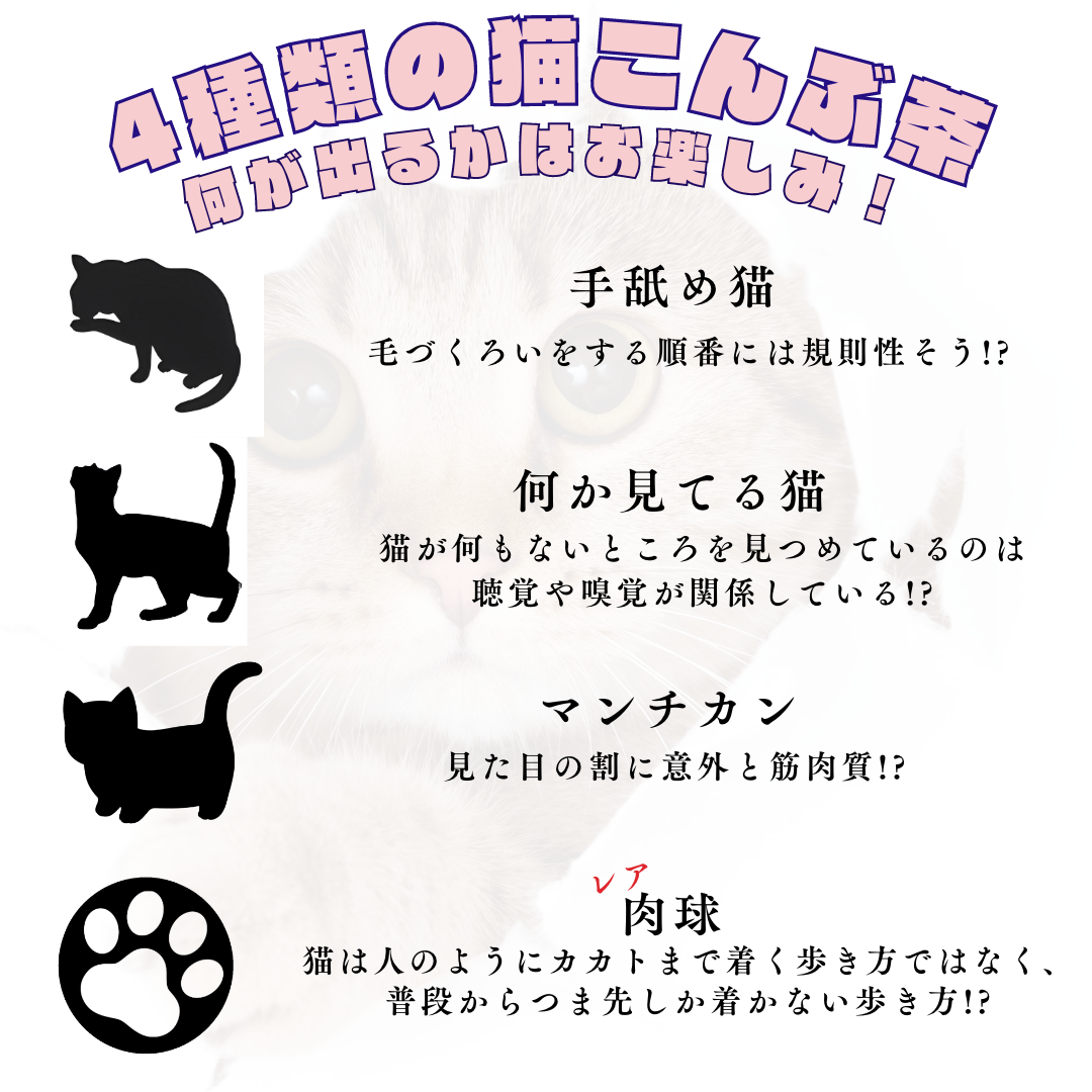 猫が茶3個セット
