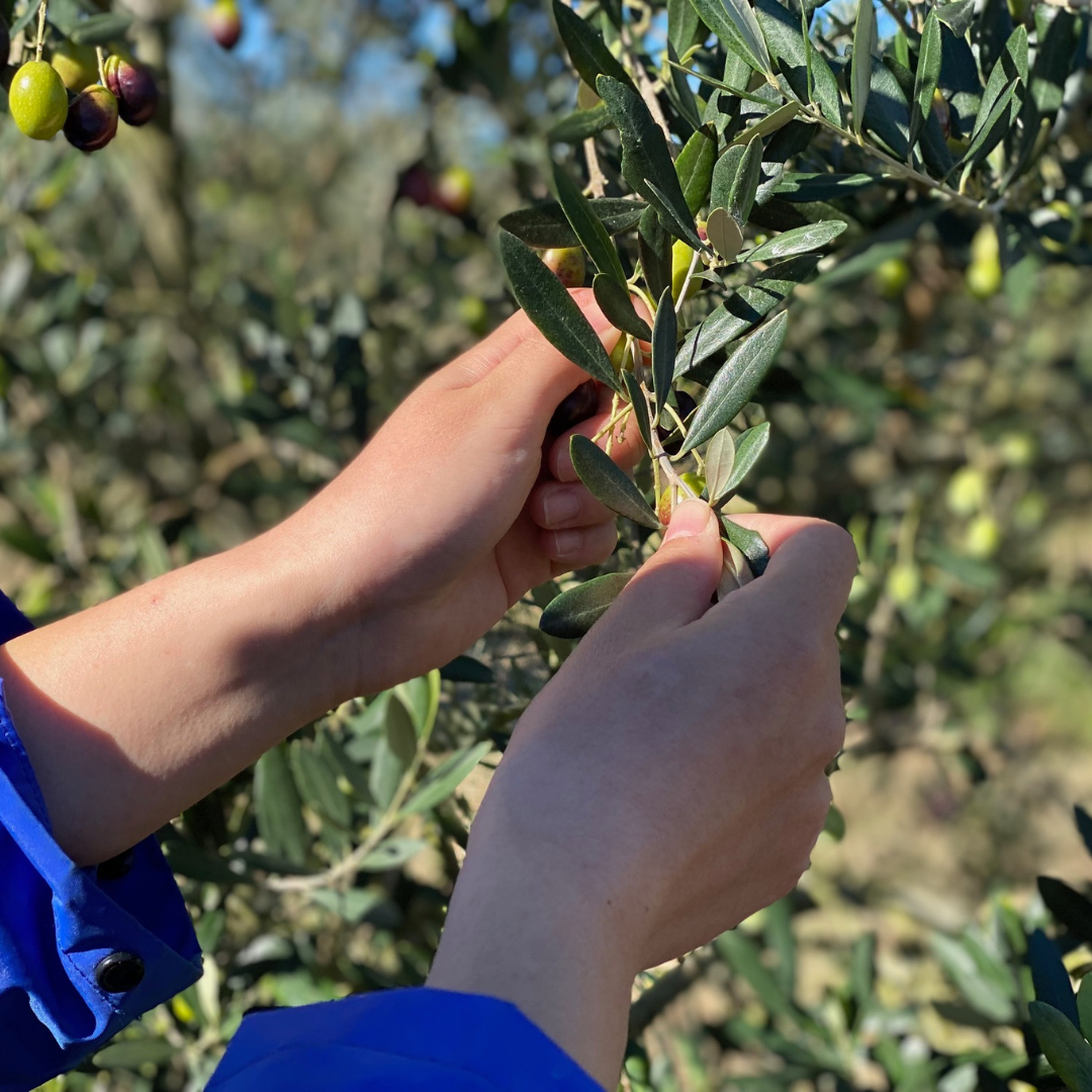 三里浜オリーブ塩飴