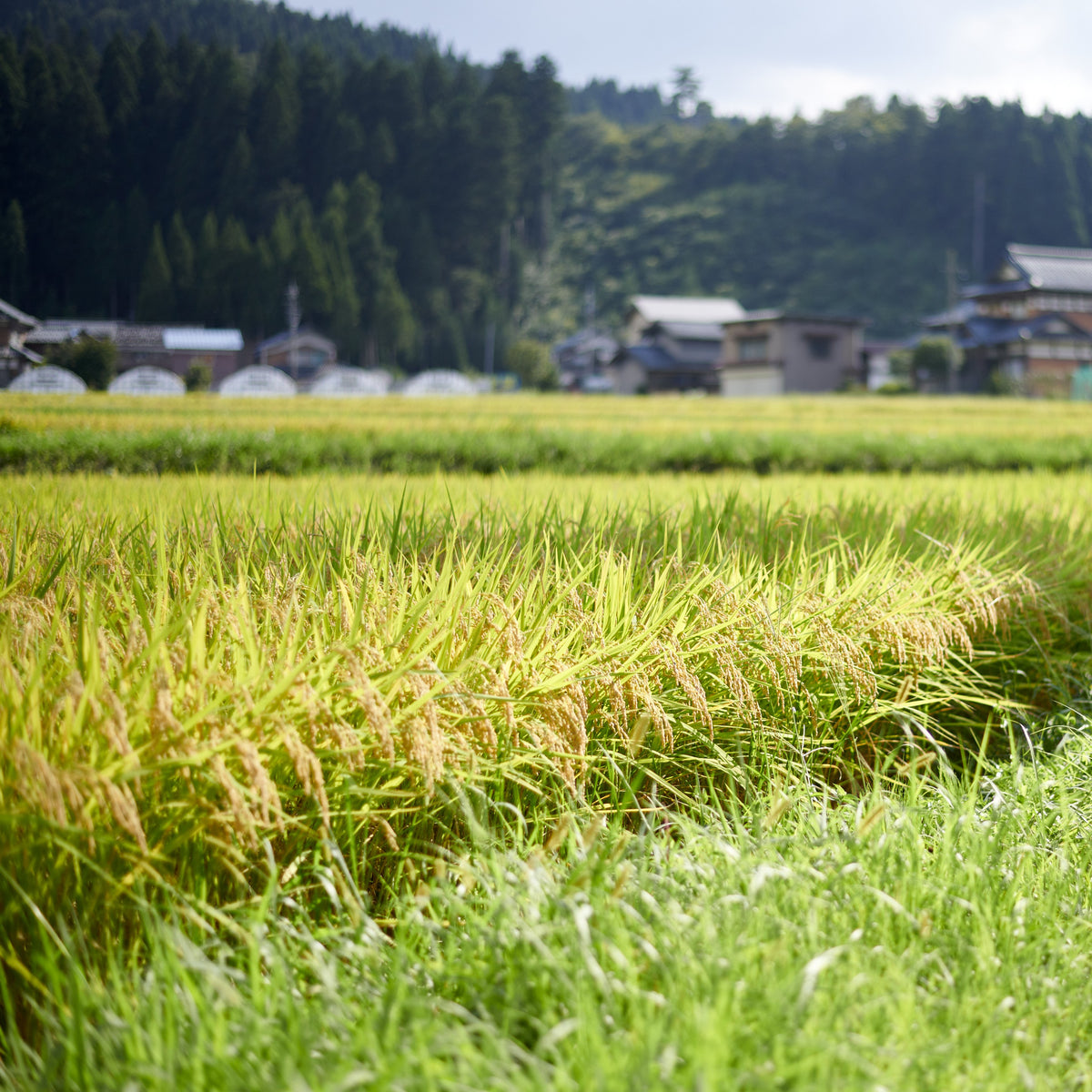 福井県池田町がつくる”美田米” 5キロ