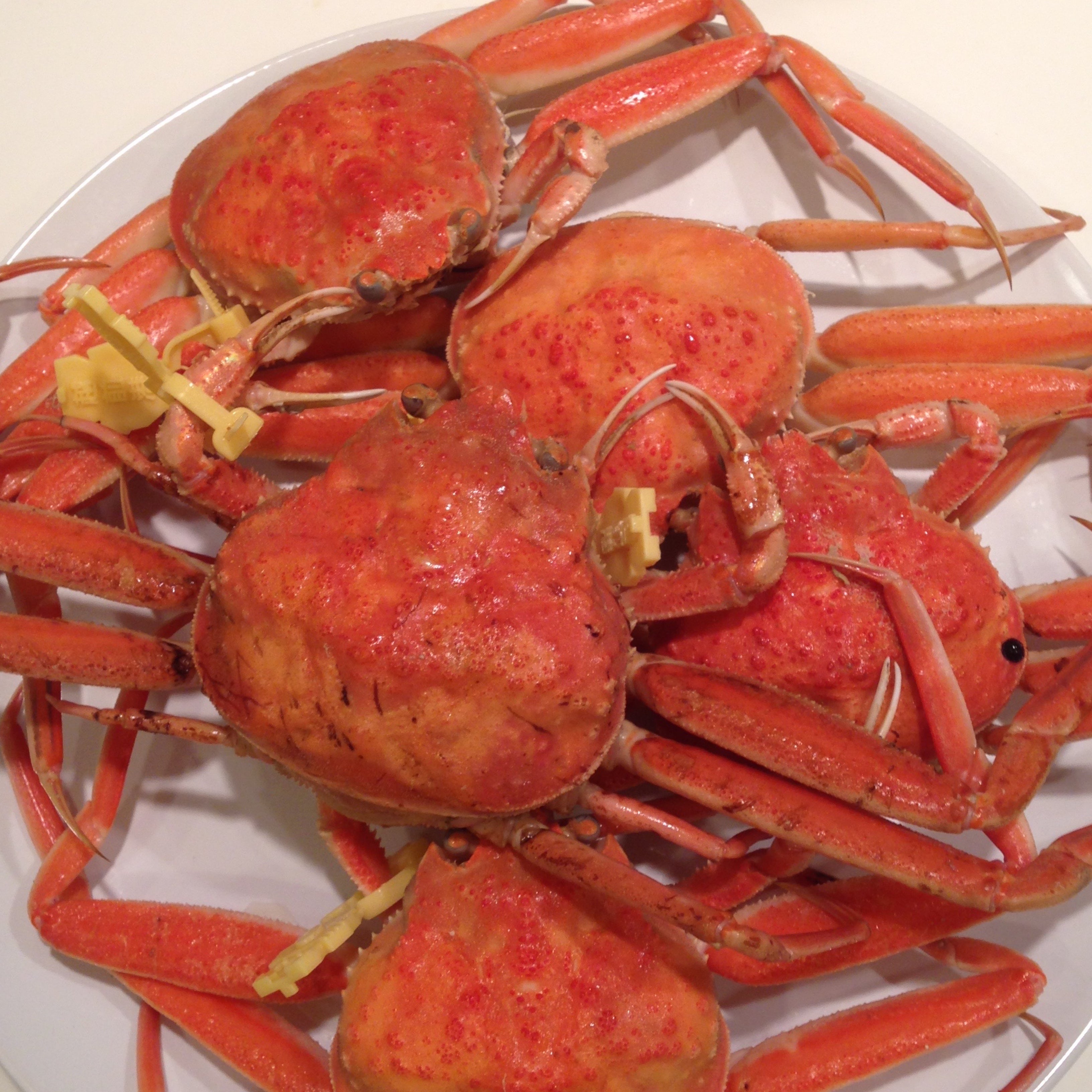 越前がに 49,800円セット