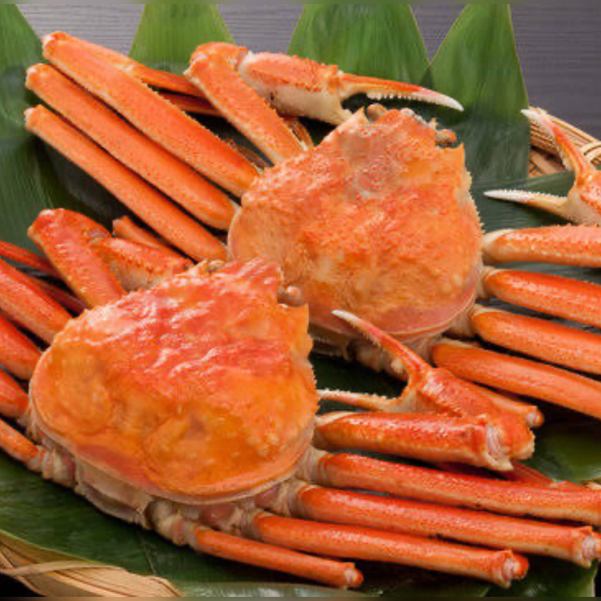 特大 皇室献上越前がにセット