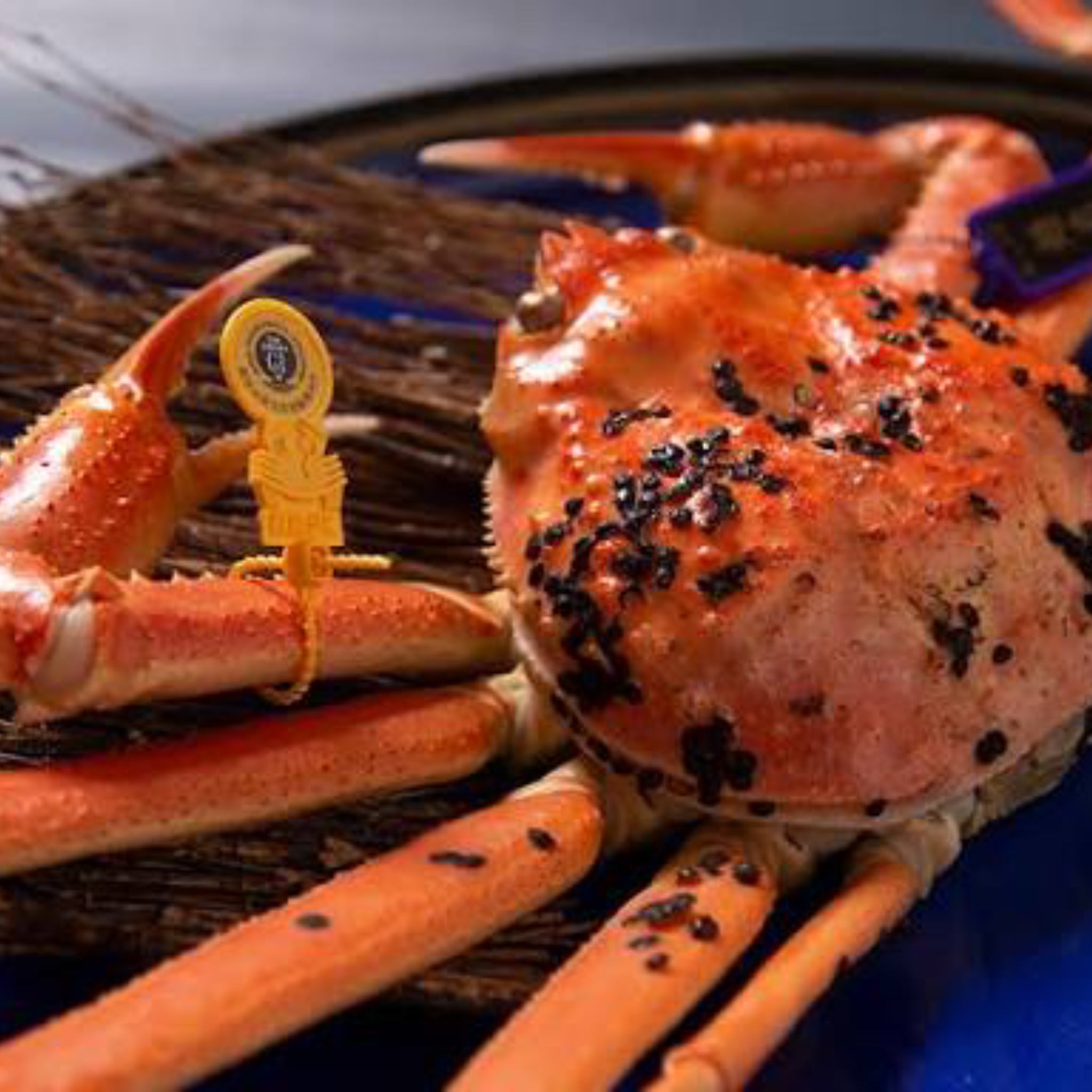 越前がに 49,800円セット