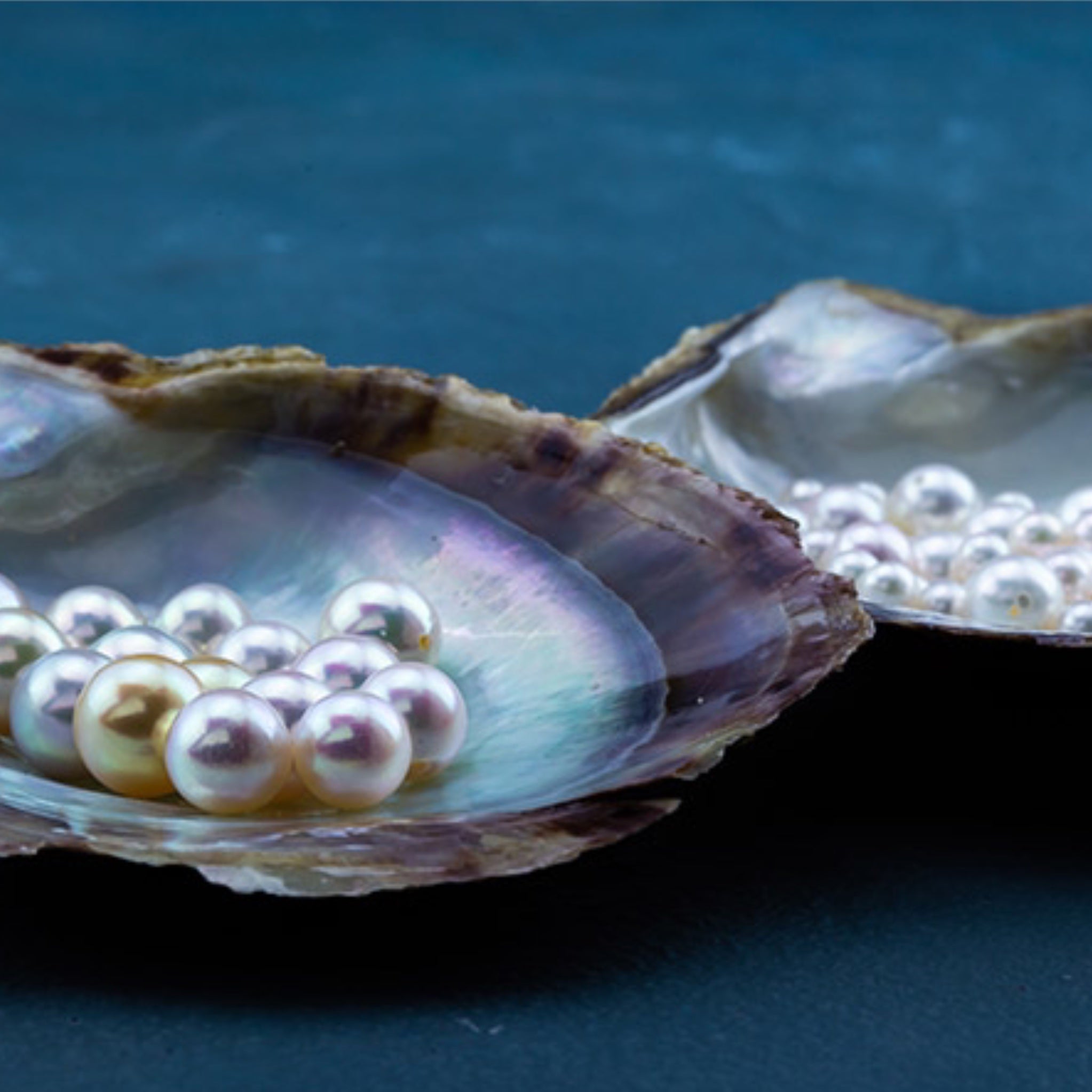 9mmパール フックピアス ホワイト