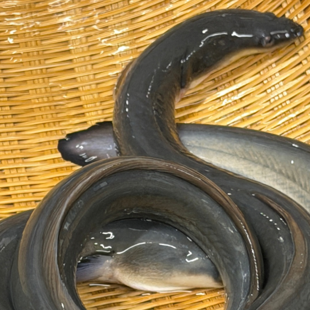 百年の鰻、次の一皿へ。 うなぎや源与門、伝統のその先にある挑戦