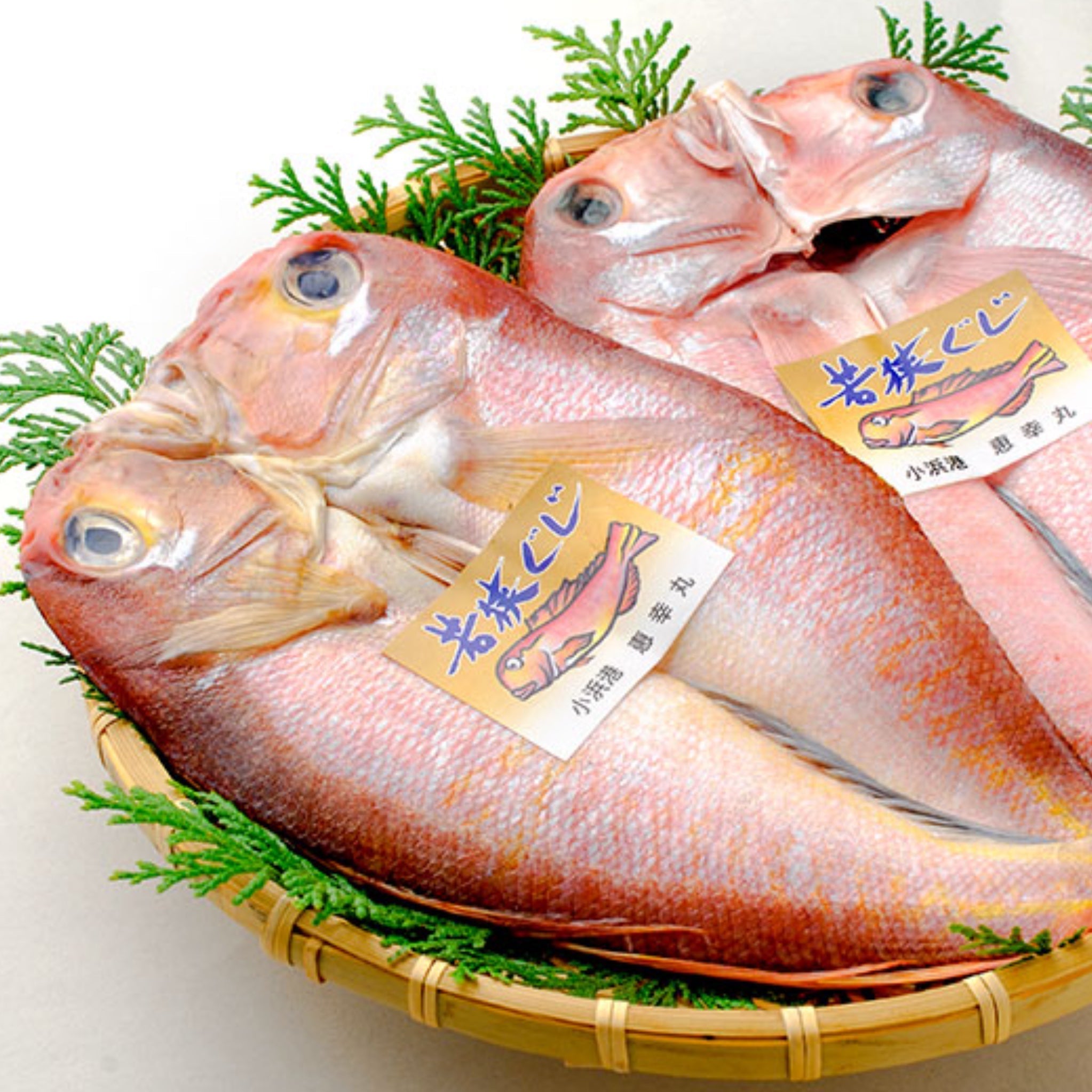 福井県のプライドフィッシュ「若狭ぐじ」