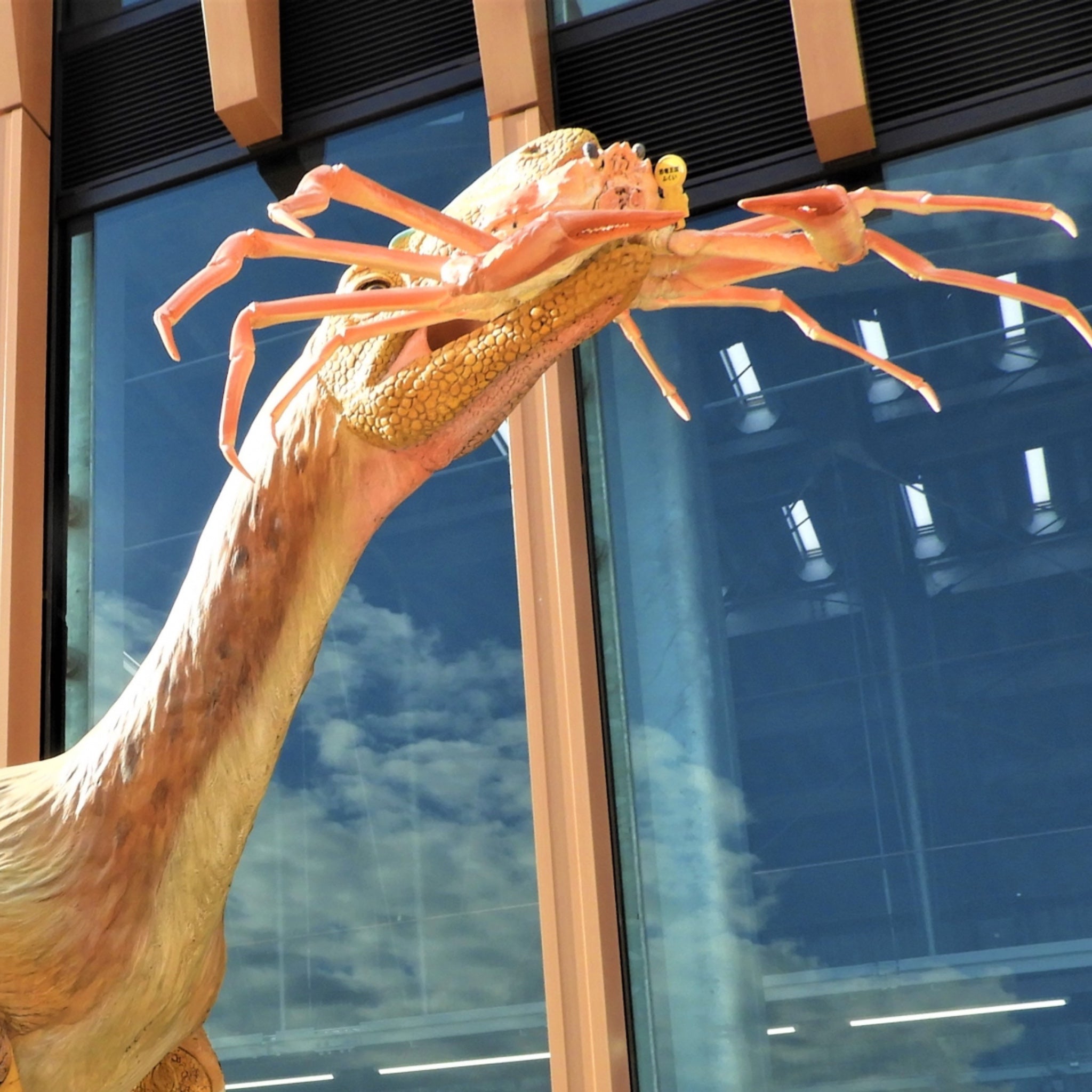 冬のごちそう越前がに