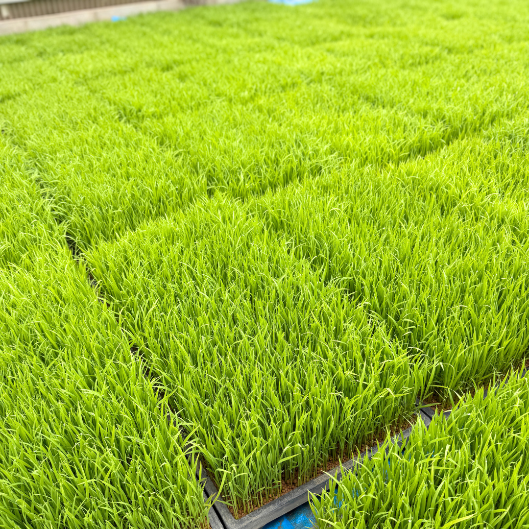 コシヒカリ　10キロ