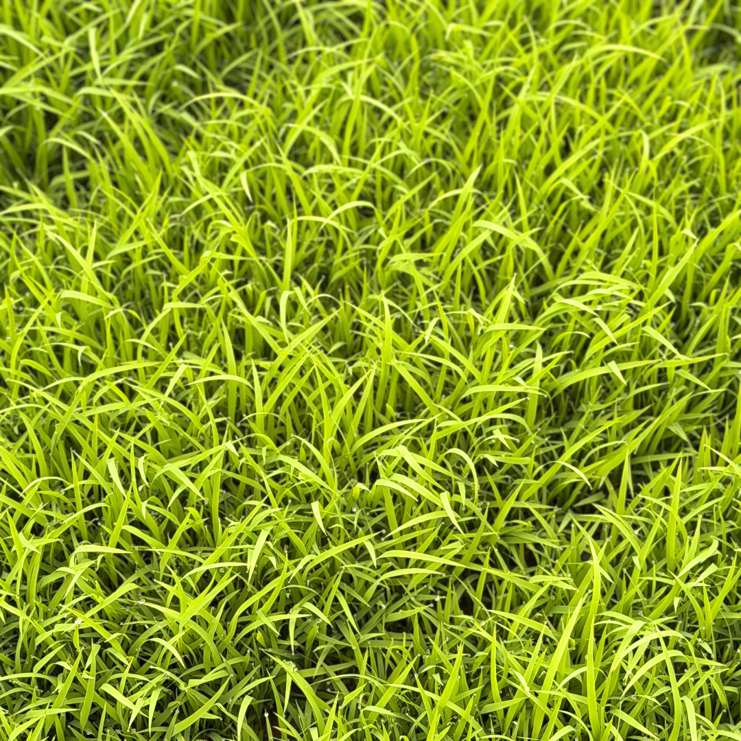 コシヒカリ　5キロ