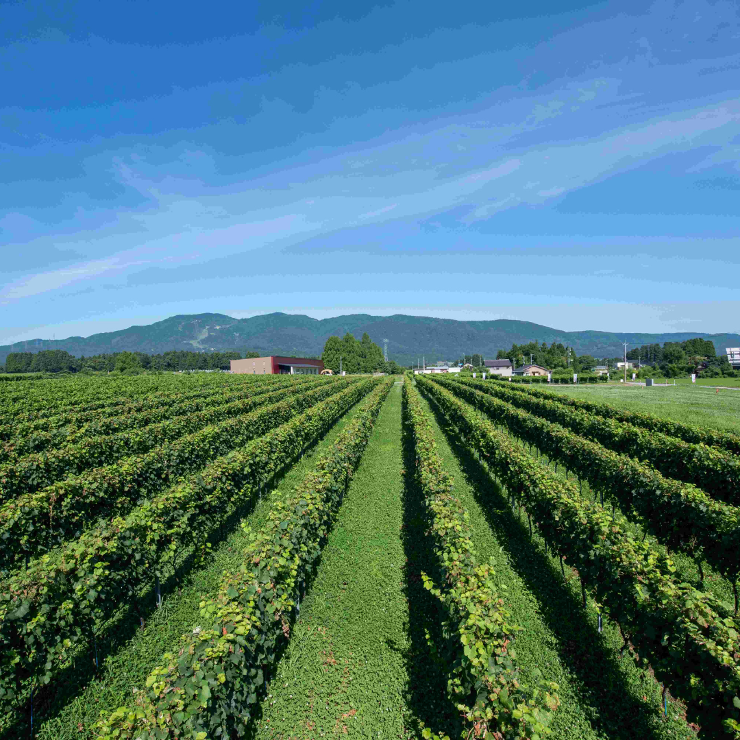 立野原シャルドネ樽熟成2023