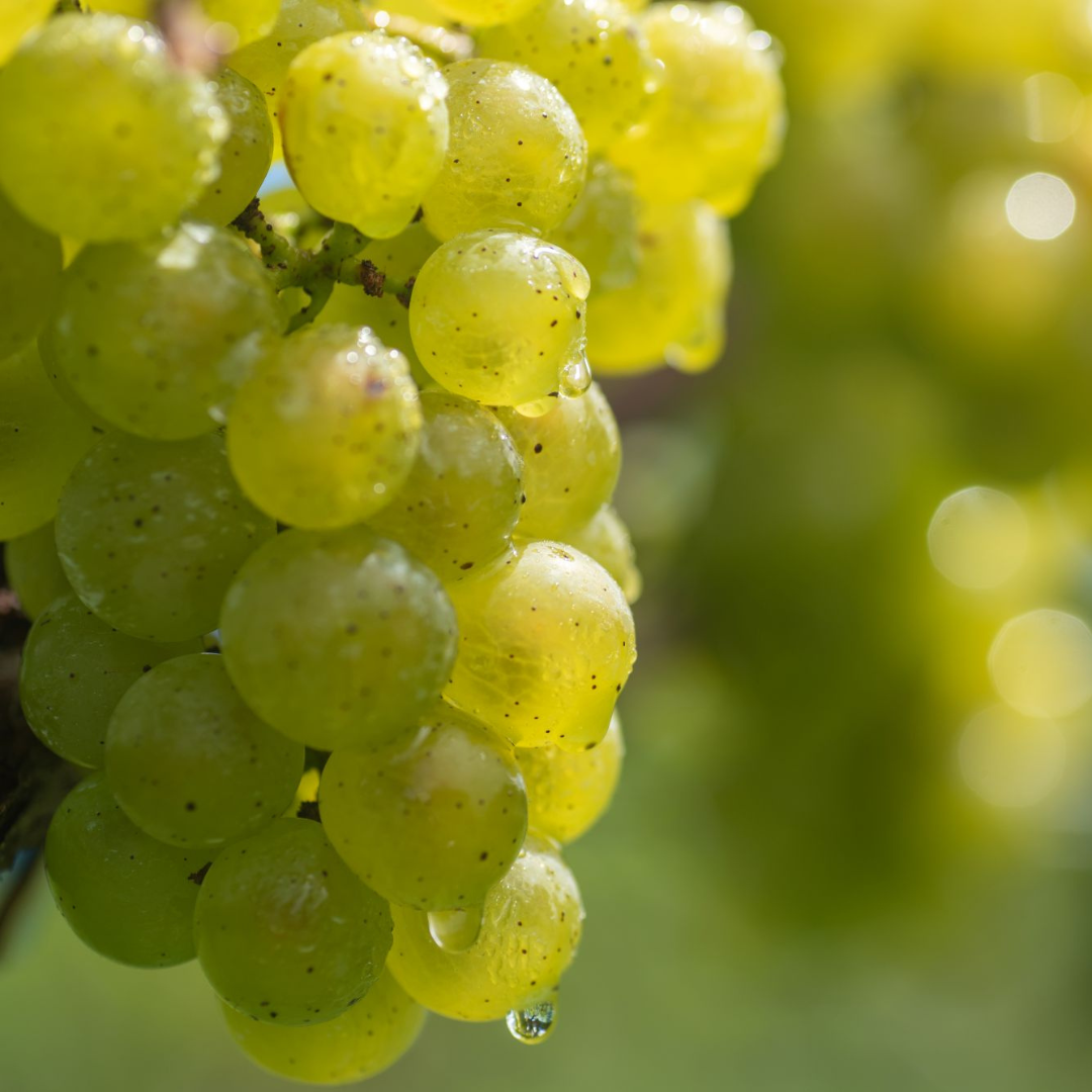 シャルドネ樽熟成　WINE CAKE