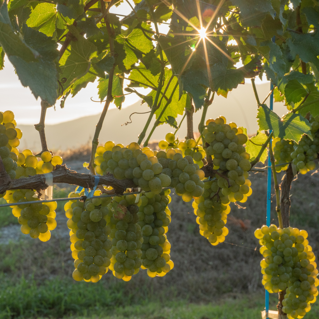 立野原シャルドネ樽熟成2023