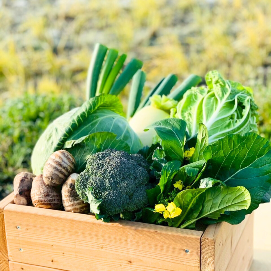 【送料無料】越前旬彩ベジタブルボックス -冬-