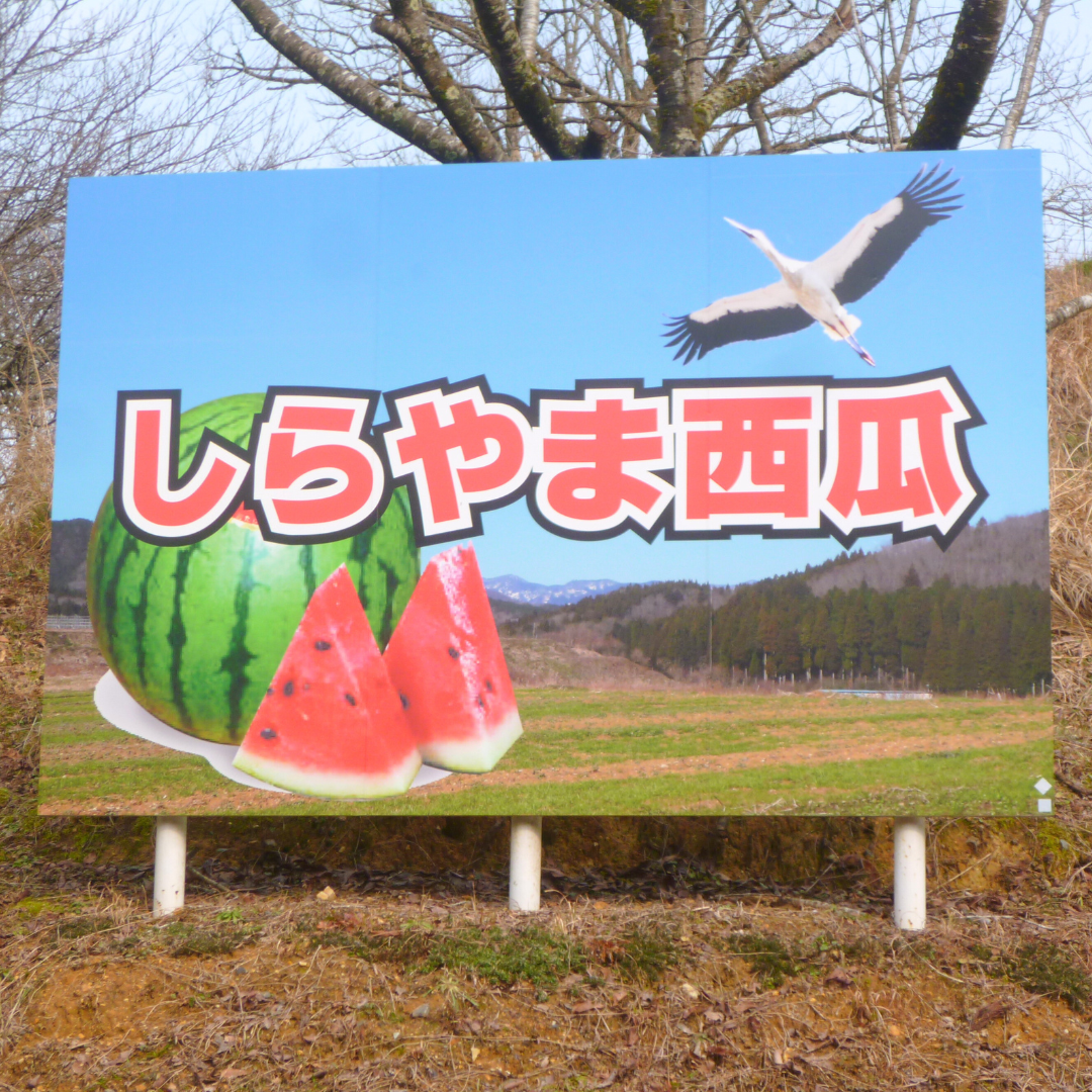 【予約販売】しらやま西瓜 2L（越前市産）
