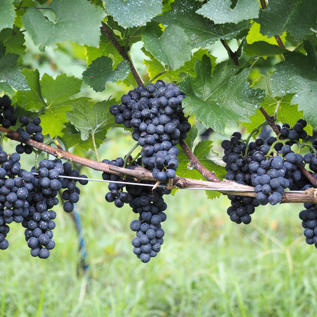 立野原ピノノワール2023レゼルヴ