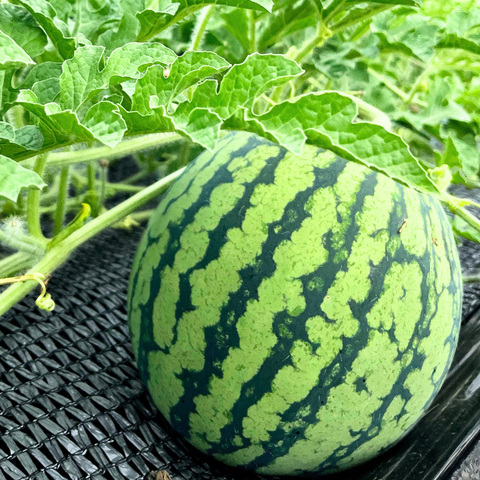 旬のもの