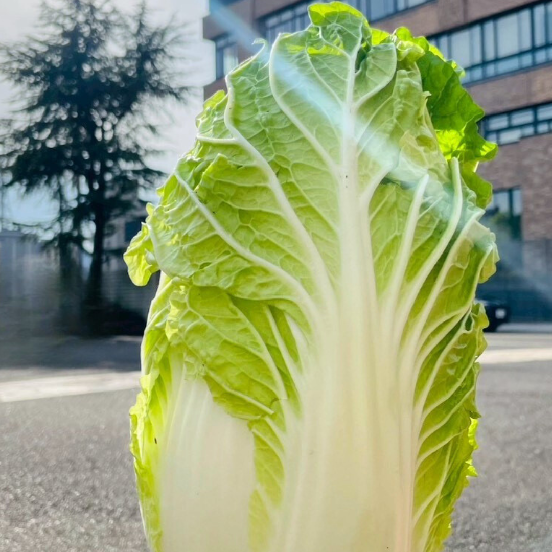 【送料無料】越前旬彩ベジタブルボックス -冬-