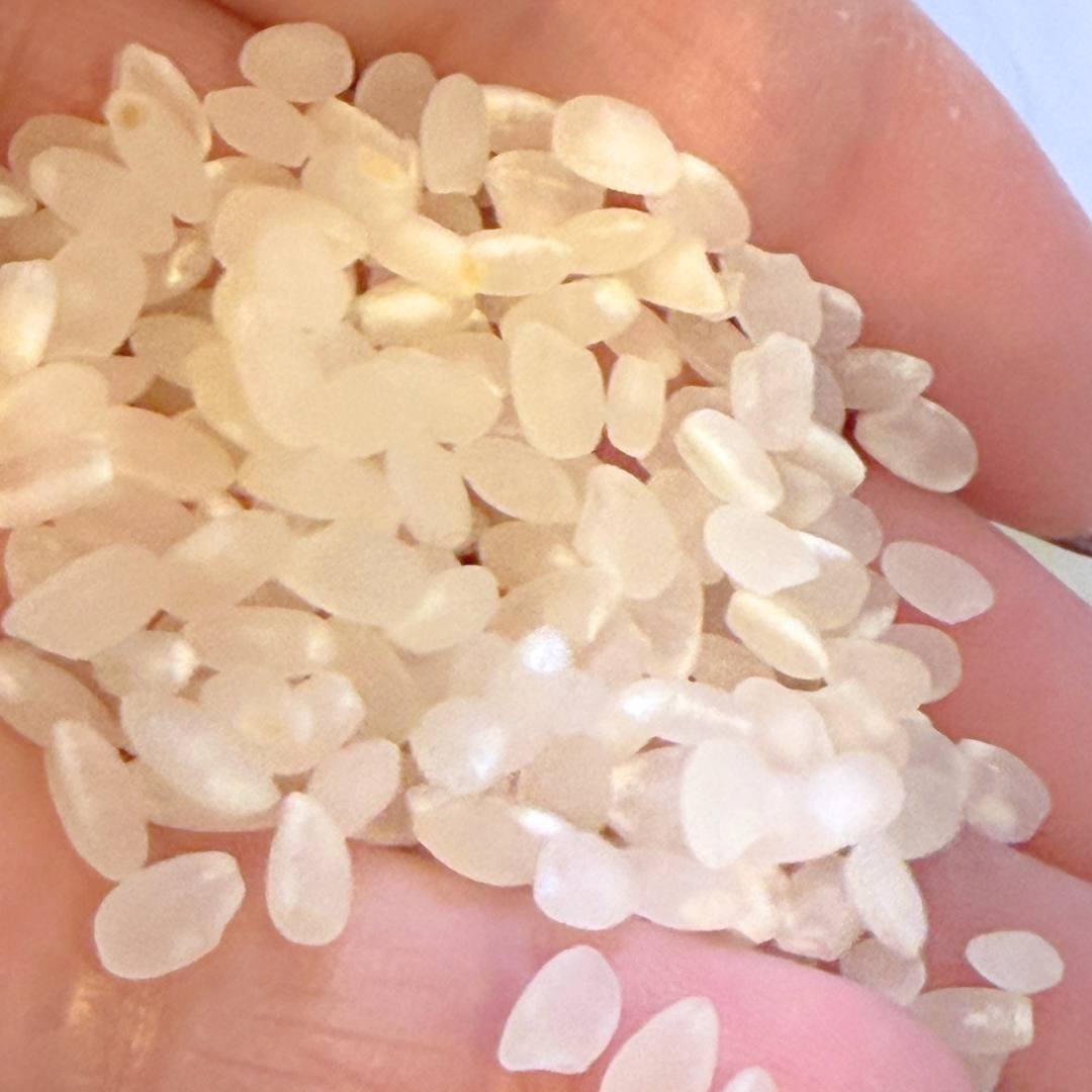 コシヒカリ　5キロ