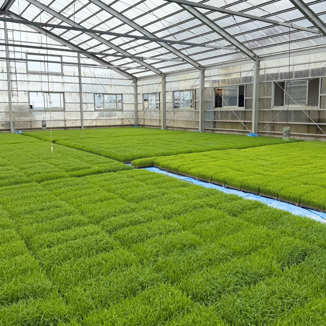 コシヒカリ　10キロ