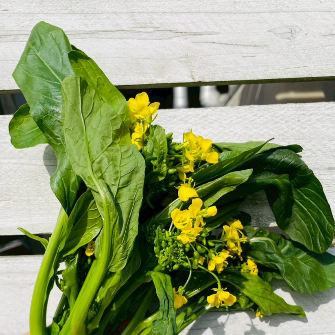 【送料無料】越前旬彩ベジタブルボックス -冬-