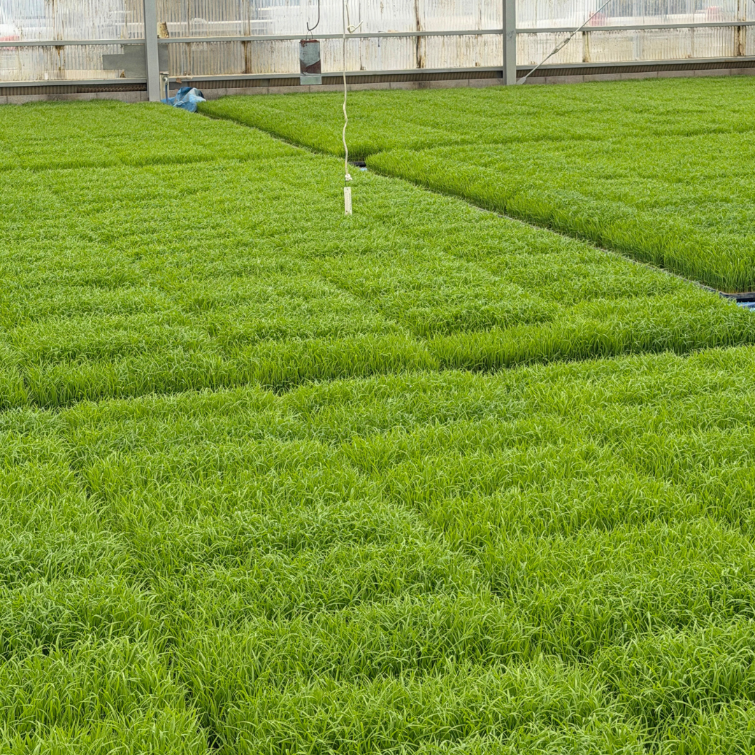 ピカツンタ　10キロ