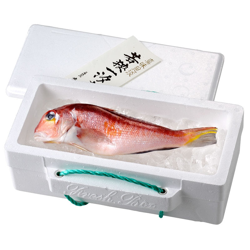 若狭ぐじ　一汐（※別配送）