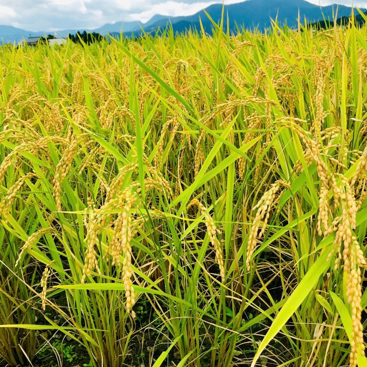 福千歳山廃純米原酒【琥珀（KOHAKU）】