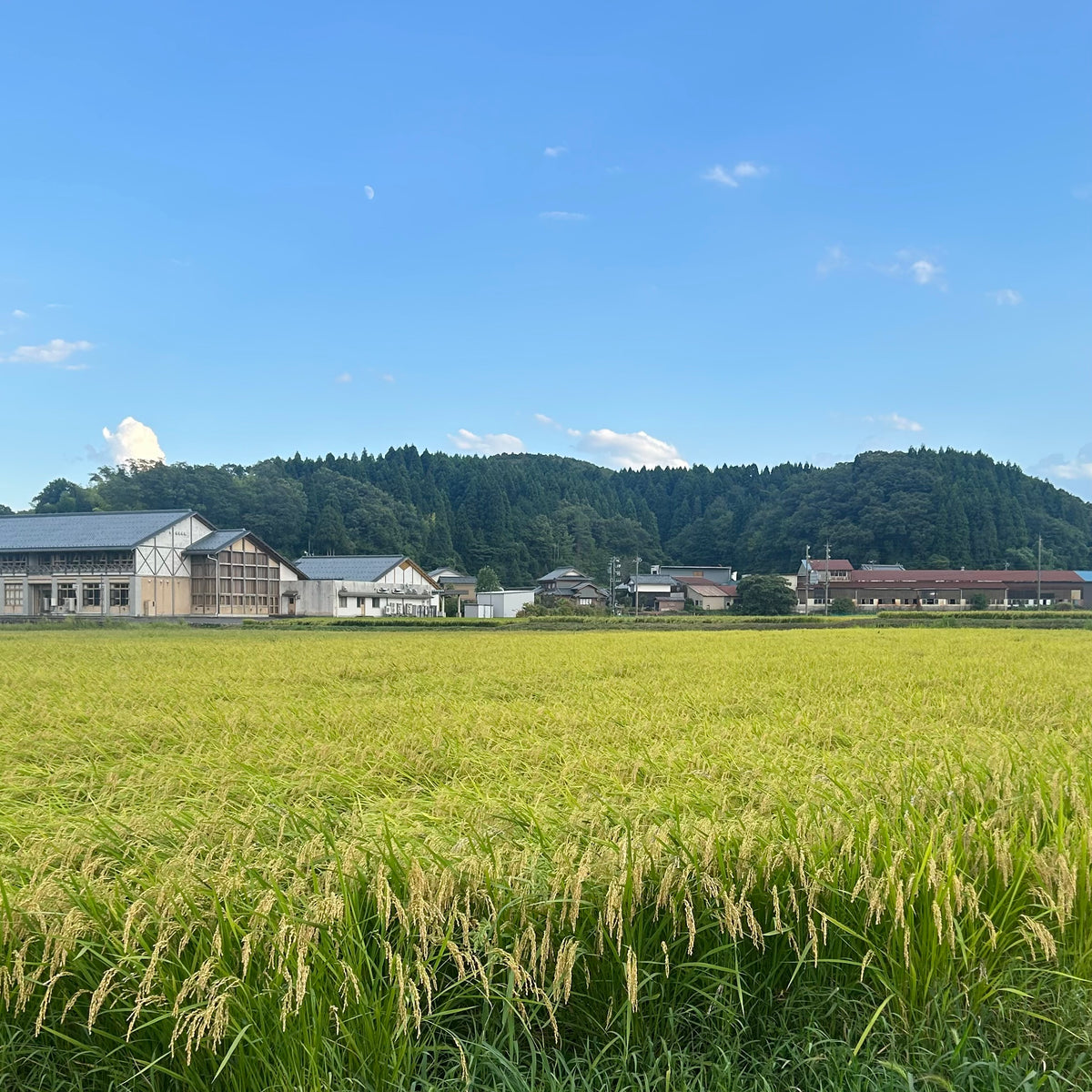 コシヒカリ新米5㎏ 越前白山の恵み