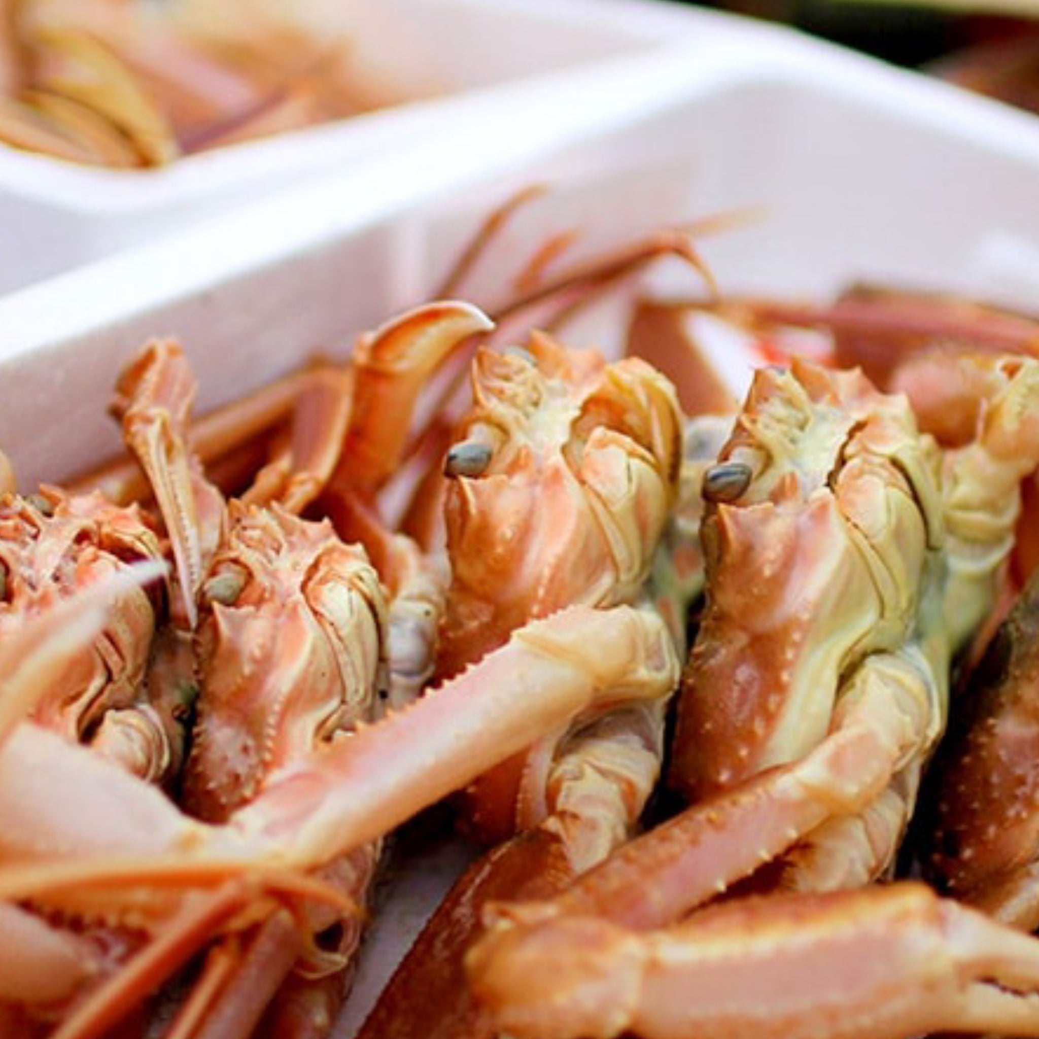 越前がに 99,800円セット